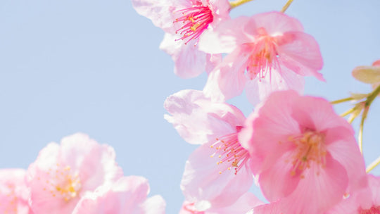 Sakura and Spring in the air