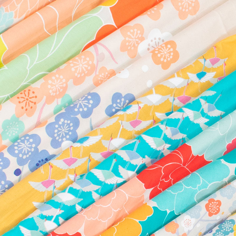 50 Hime Musubi Adeline Klam | Japanese Apricot Blue